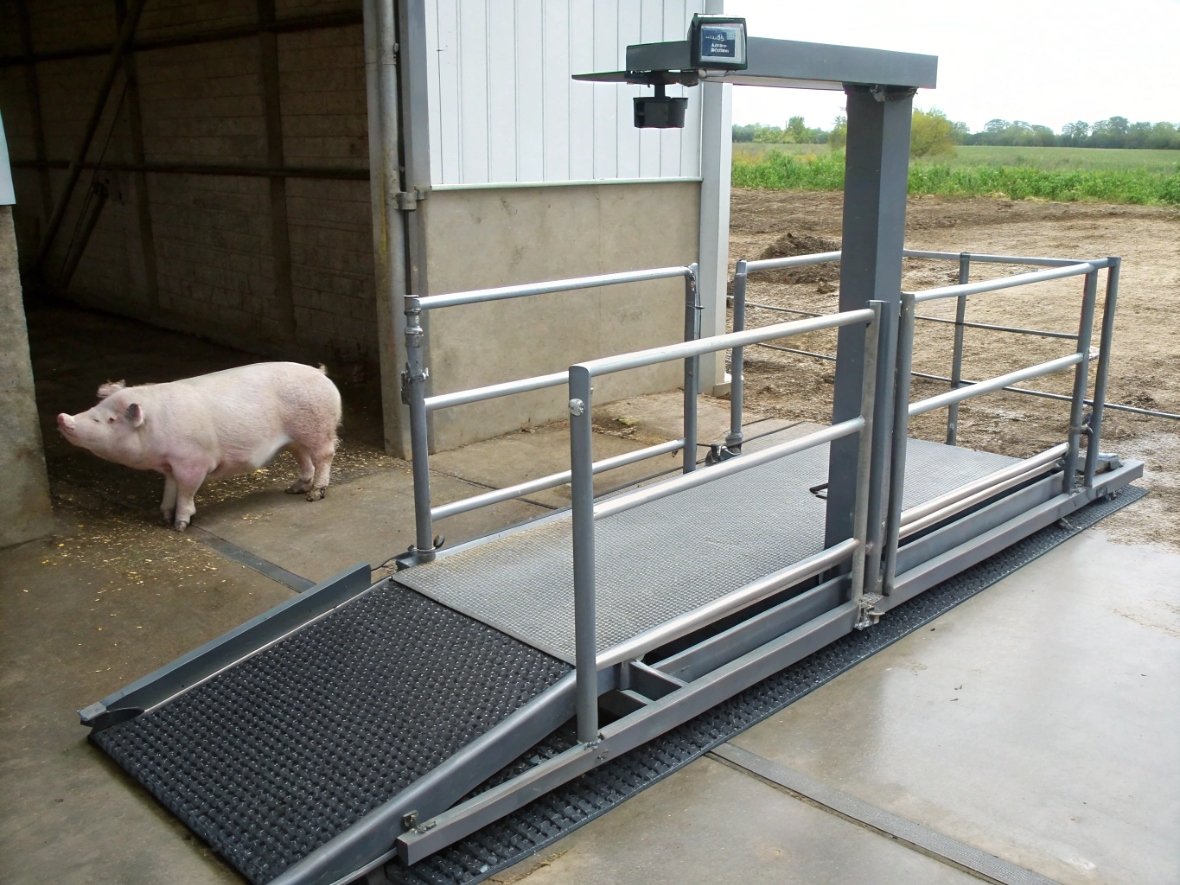 Mobile Transfer Scale